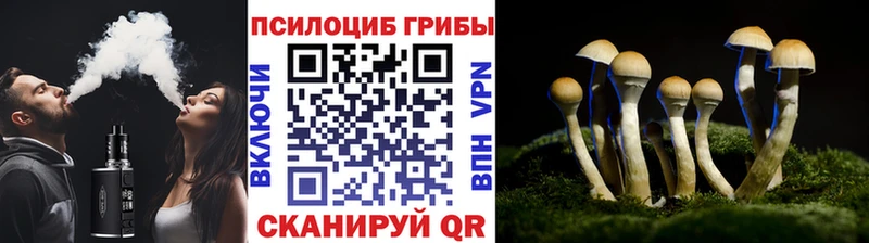 сколько стоит  Завитинск  Галлюциногенные грибы прущие грибы 